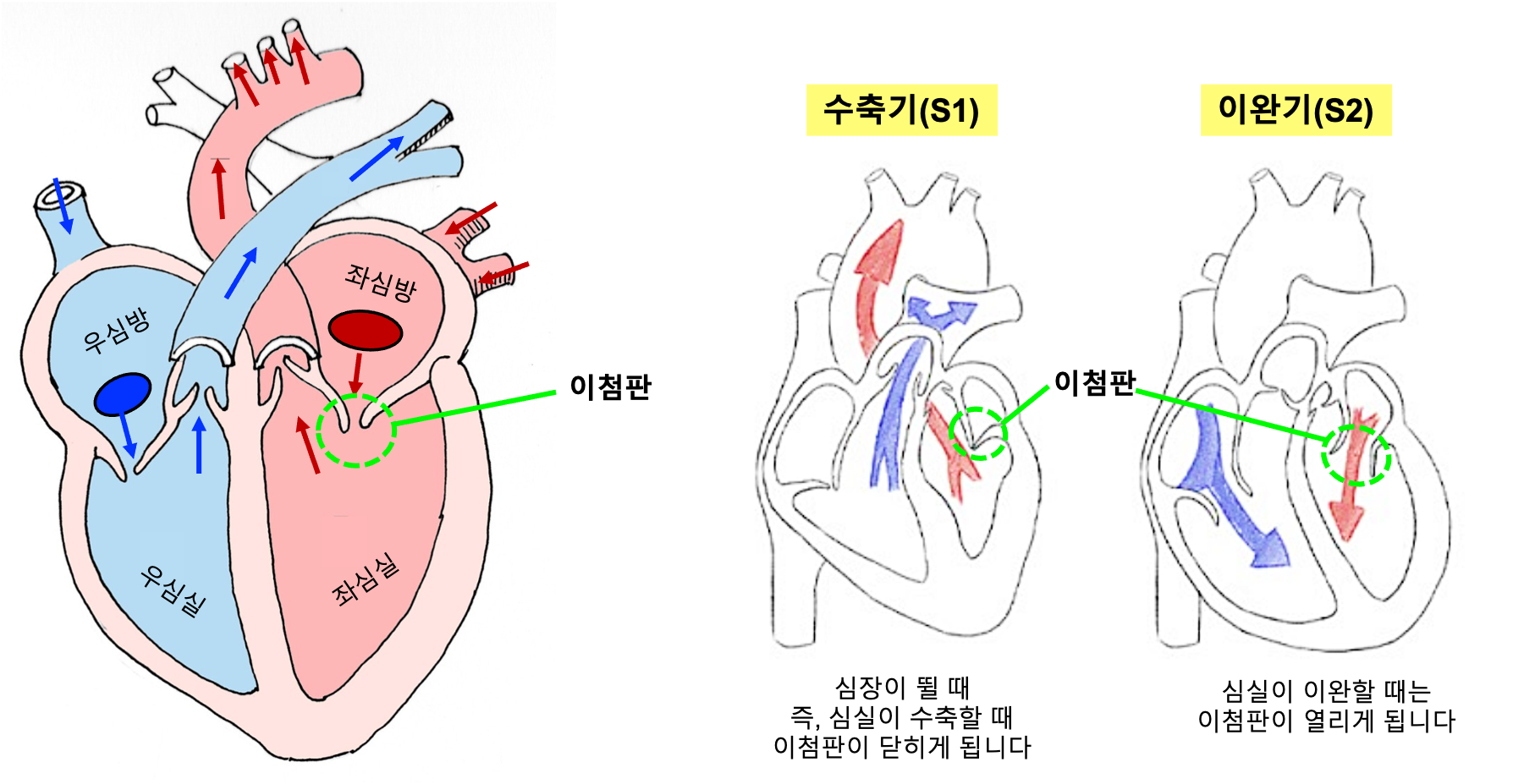 심장구조1.png